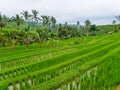 Panorama view on rice terraces Jatiluwih Royalty Free Stock Photo