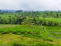 Panorama view on rice terraces Jatiluwih Royalty Free Stock Photo