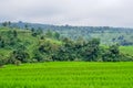 Panorama view on rice terraces Jatiluwih Royalty Free Stock Photo