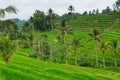 Panorama view on rice terraces Jatiluwih Royalty Free Stock Photo