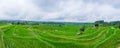 Panorama view on rice terraces Jatiluwih Royalty Free Stock Photo