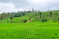 Panorama view on rice terraces Jatiluwih Royalty Free Stock Photo