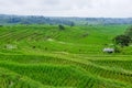 Panorama view on rice terraces Jatiluwih Royalty Free Stock Photo