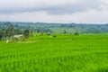 Panorama view on rice terraces Jatiluwih Royalty Free Stock Photo