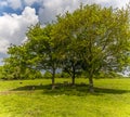 A panorama view of sheep sheltering from the sun under a tree close to the village of Laughton near Market Harborough, UK in