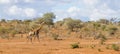 Panorama view of solitary adult giraffe walking alone in the sandy bushveld in Kruger National Park Royalty Free Stock Photo