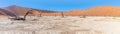 A panorama view southward in the dead valley in Sossusvlei, Namibia
