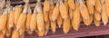 Panoramic organic corn drying on rafters of barn outbuilding in rural North Vietnam