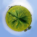 360 Panorama view of sunhemp field Royalty Free Stock Photo