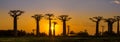 Panorama view at sunset above Baobab avenue Royalty Free Stock Photo