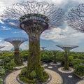 A panorama view of the super tree grove in the Gardens by the Bay in Singapore, Asia