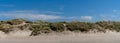 Panorama view of tall sand dunes covered in reeds and grasses under a blue sky Royalty Free Stock Photo