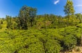 A panorama view of tea bushes on a plantation in upland tea country in Sri Lanka, Asia Royalty Free Stock Photo