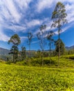A panorama view of tea bushes stretching across undulating hills on a plantation in upland tea country in Sri Lanka, Asia Royalty Free Stock Photo