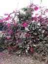 Three colour flowers & x28;panorama& x29;