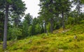 Panorama view to mountain landscape of Wurmberg Braunlage Harz Germany