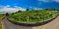 Panorama view of vineyard in Badacsony at Lake Balaton Royalty Free Stock Photo