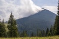 Panorama view of white cloud on top of mountain with green spruce forest and fir-trees on grassy meadow on sunny day. Summer Royalty Free Stock Photo