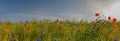 Panorama view of wildflowers in the field of ripening rape. Meadow with red poppies. Wild flowers blossoming in summer. Wildflowe