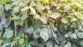 Panorama view yard long bean with green leaves background at homestead backyard garden near Dallas, Texas