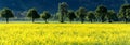 Panorama view of yellow rapeseed fields and blossoming fruit orchard trees in spring