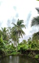 panorama with views of ponds, coconut trees and clouds