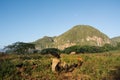 Panorama of the Vinales Valley with the Mogotes