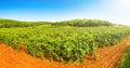 Panorama Vines in a vineyard in autumn. Wine grapes before harvest. Italian Wines Royalty Free Stock Photo