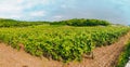 Panorama Vines in a vineyard in autumn. Wine grapes before harvest. Italian Wines Royalty Free Stock Photo