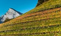 Panorama vineyard and mountain landscape in the Swiss Alps in autumn in fall colors