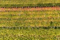 Panorama vineyard and mountain landscape in the Swiss Alps in autumn in fall colors