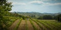 Panorama of vineyard in Piemont region, Italy Royalty Free Stock Photo