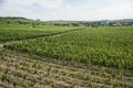 Panorama vineyard view of rhine scenery in germany