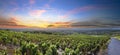 Panorama of vineyards at sunrise time, Beaujolais, Rhone, France