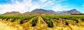 Panorama of Vineyards and surrounding mountains in spring in the Boland Wine Region of the Western Cape