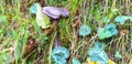 Panorama of the violet edible mushroom cortinarius violaceus