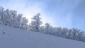 Panorama Wasatch Mountain terrain with frosted trees on snow covered slope in winter Royalty Free Stock Photo