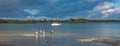 Panorama waterscape with boat, pelicans and seagulls