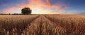 Panorama of a wheat field landscape with path Royalty Free Stock Photo
