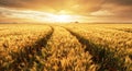Panorama pšeničného pole při západu slunce