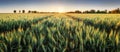 Panorama Of Wheat Field At Sunset