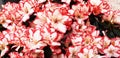 Panorama of white end red flowers rhododendron simsii Royalty Free Stock Photo