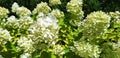 Panorama of the white flower hydrangea paniculata Royalty Free Stock Photo