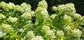 Panorama of the white flower hydrangea paniculata Royalty Free Stock Photo