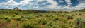 Panorama Of White Lupine Blooms In Kolob Terrace Royalty Free Stock Photo