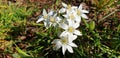 Panorama of white ornithogalum divergens flowers