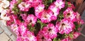 Panorama of white and pink petunia flowers