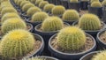 Panorama White puffy clouds Large gymnocalycium catuses in a pail type black pots Royalty Free Stock Photo