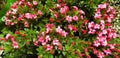 Panorama of white and red flowers of daphne cneorum in green leaves