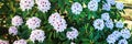 Panorama with white rodendrons in the botanical garden in summer Royalty Free Stock Photo